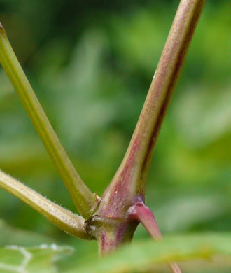 Vitis baileyana, Possum Grape