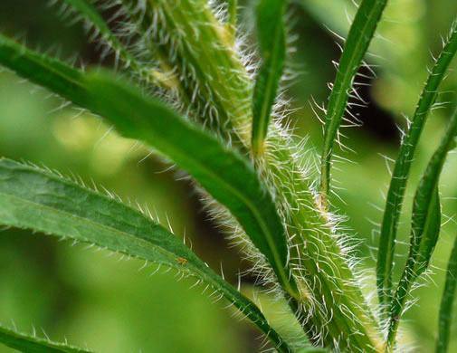 image of Erigeron canadensis, Common Horseweed