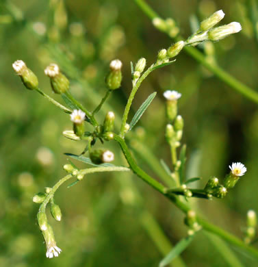 image of Erigeron canadensis, Common Horseweed