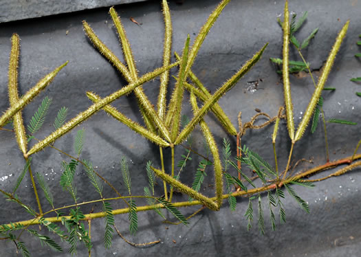 image of Mimosa microphylla, Littleleaf Sensitive-briar, Eastern Sensitive-briar