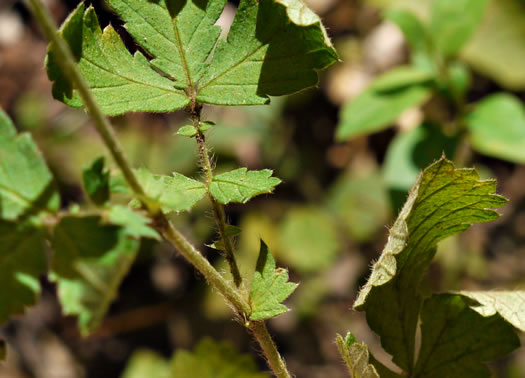 image of Agrimonia microcarpa, Low Agrimony, Small-fruited Agrimony