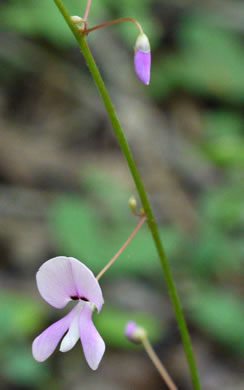 image of Hylodesmum nudiflorum, Naked Tick-trefoil, Naked-flowered Tick Trefoil, Woodland Tick-trefoil