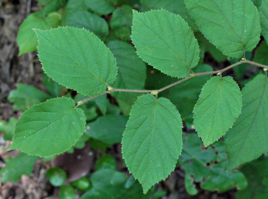 image of Corylus cornuta var. cornuta, Beaked Hazelnut