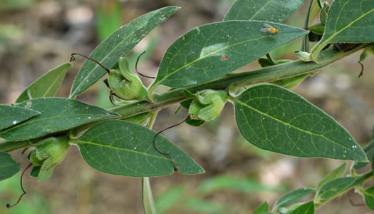 Aureolaria virginica, Downy False Foxglove, Downy Oak-leach, Virginia Oak-leach, Downy Yellow False Foxglove