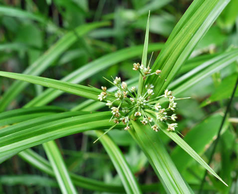 image of Scirpus polyphyllus, Leafy Bulrush