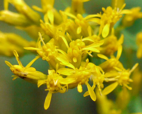 image of Solidago odora, Licorice Goldenrod, Sweet Goldenrod, Anise Goldenrod, Anise-scented Goldenrod