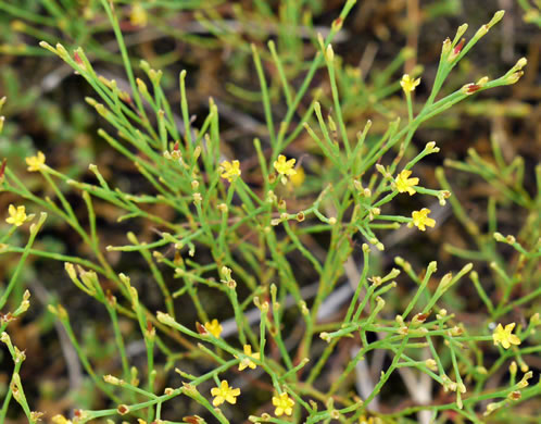 image of Hypericum gentianoides, Pineweed, Orange-grass, Orangeweed