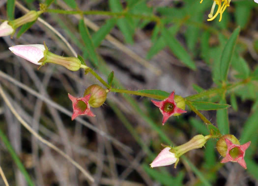 image of Rhexia mariana var. mariana, Pale Meadowbeauty, Maryland Meadowbeauty, Dull Meadowbeauty