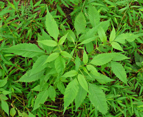 image of Bidens frondosa, Devil's Beggarticks, Annual Beggarticks