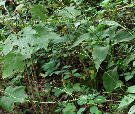 image of Persicaria virginiana, Virginia Jumpseed