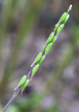 image of Phryma leptostachya, American Lopseed