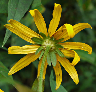 Rudbeckia fulgida, Common Eastern Coneflower, Orange Coneflower