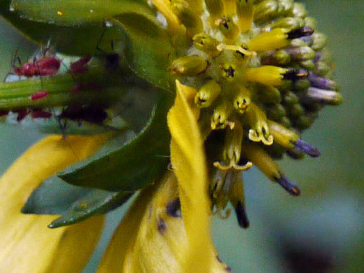 image of Rudbeckia laciniata var. laciniata, Greenheaded Coneflower, Common Cutleaf Coneflower