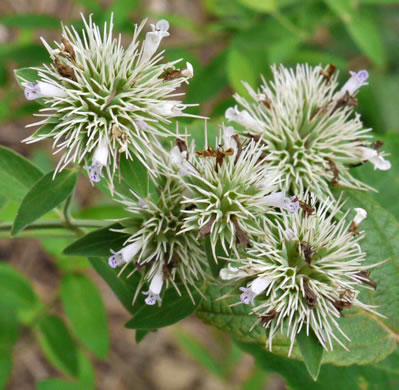 image of Pycnanthemum flexuosum, Savanna Mountain-mint, Savanna Mint