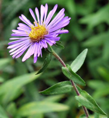 image of Symphyotrichum novae-angliae, New England Aster, Michaelmas-daisy