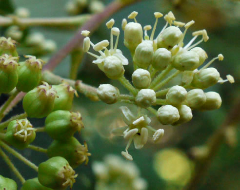 image of Aralia spinosa, Devil's Walkingstick, Hercules-club, Prickly Aralia, Prickly-ash