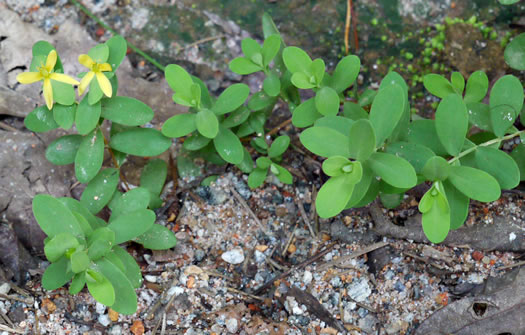 image of Hypericum stragulum, Straggling St. Johnswort, Low St. Johnswort, Creeping St. Andrew's Cross