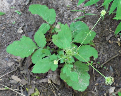 image of Geum virginianum, Pale Avens, Cream Avens