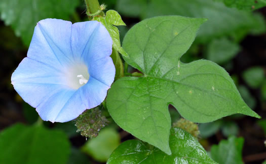 image of Ipomoea hederacea, Ivyleaf Morning Glory