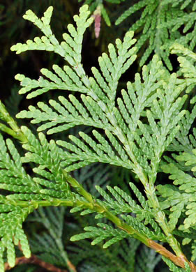 Thuja occidentalis, American Arborvitae, Northern White Cedar, Flat Cedar, Eastern Arborvitae