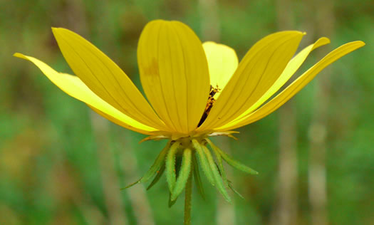 involucral bracts