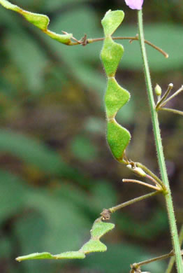 Desmodium perplexum, Perplexing Tick-trefoil, Dillen's Tick-trefoil