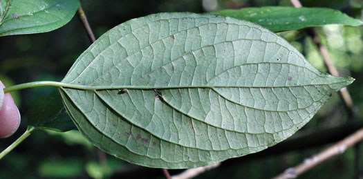 Swida amomum, Silky Dogwood, Bush Dogwood, Silky Cornel