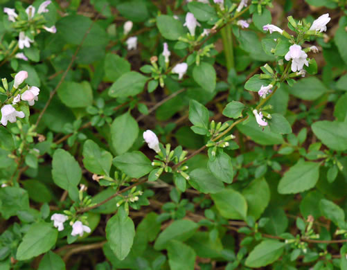 image of Clinopodium georgianum, Georgia Savory, Georgia Basil, Georgia Calamint, False Peppermint