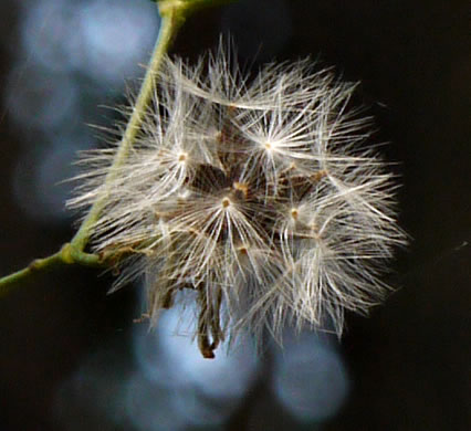 image of Lactuca floridana, Woodland Lettuce