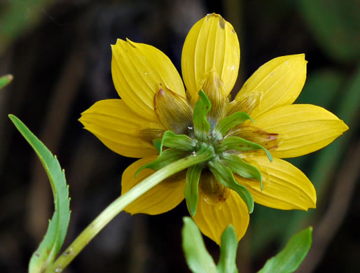 image of Bidens cernua, Nodding Bur-marigold, Nodding Beggarticks