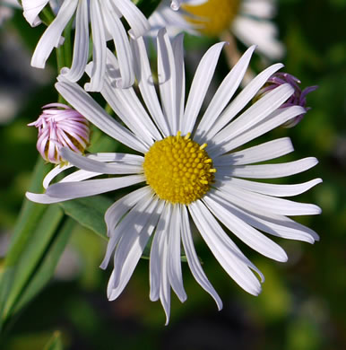 image of Boltonia asteroides var. glastifolia, Eastern Doll's-daisy, White Doll's-daisy, False Aster, Boltonia