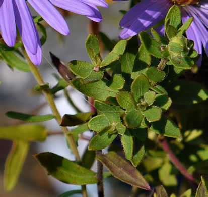 image of Symphyotrichum oblongifolium, Eastern Aromatic Aster, Shale-barren Aster