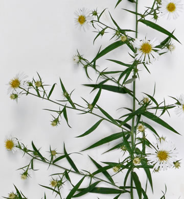 Symphyotrichum pilosum var. pilosum, Frost Aster, White Heath Aster