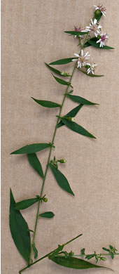 image of Symphyotrichum lateriflorum, Calico Aster, Starved Aster, Goblet Aster