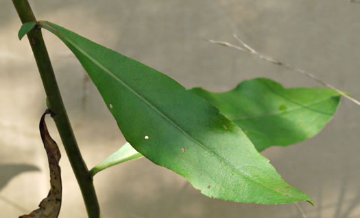 image of Solidago erecta, Slender Goldenrod, Erect Goldenrod