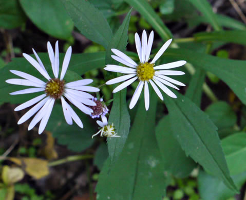 image of Symphyotrichum prenanthoides, Zigzag Aster, Crooked-stem Aster