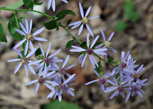 Heartleaf Aster