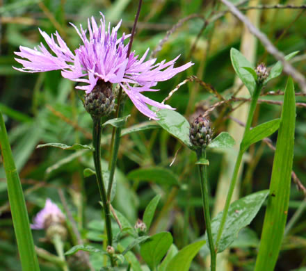 involucral bracts