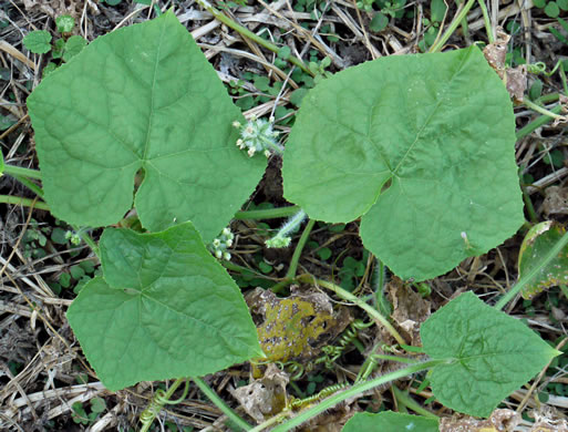 image of Sicyos angulatus, Bur-cucumber, Star-cucumber, Nimble-Kate