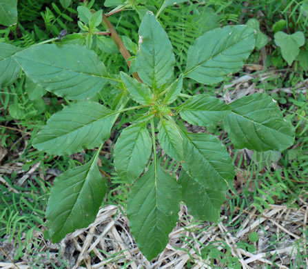 image of Amaranthus hybridus ssp. hybridus, Smooth Pigweed, Smooth Amaranth, Green Amaranth, Slim Amaranth