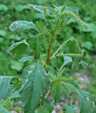 image of Amaranthus hybridus ssp. hybridus, Smooth Pigweed, Smooth Amaranth, Green Amaranth, Slim Amaranth