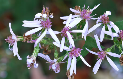 image of Symphyotrichum cordifolium, Heartleaf Aster, Common Blue Wood Aster