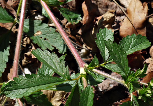 image of Potentilla norvegica, Strawberry-weed, Rough Cinquefoil, Norwegian Cinquefoil