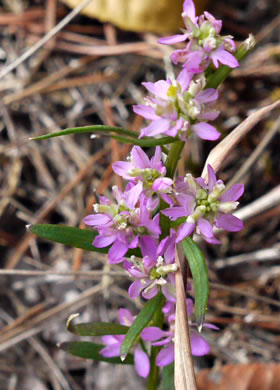 image of Polygala curtissii, Curtiss's Milkwort, Appalachian Milkwort