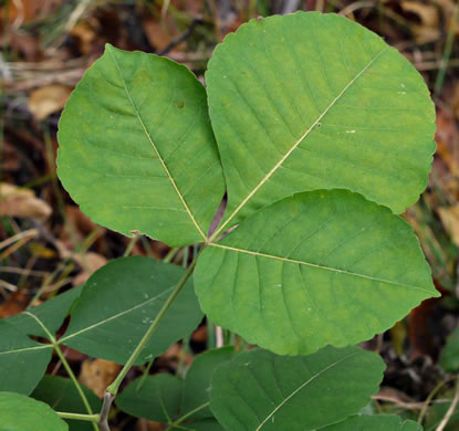 image of Ptelea trifoliata, Wafer-ash, Hoptree