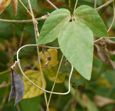 image of Amphicarpaea bracteata +, American Hog-peanut