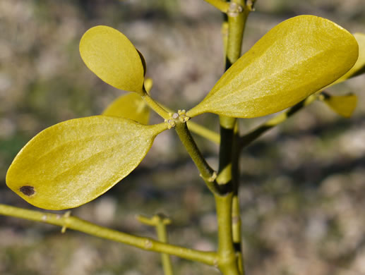 image of Phoradendron leucarpum ssp. leucarpum, American Mistletoe, Christmas Mistletoe