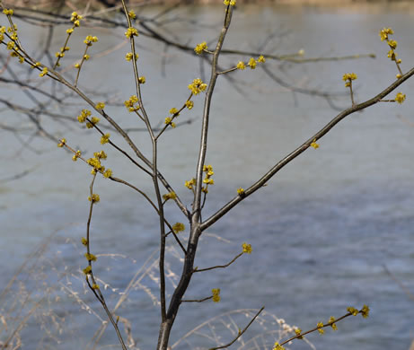 image of Lindera benzoin, Northern Spicebush, Wild Allspice