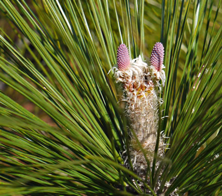 image of Pinus palustris, Longleaf Pine, Southern Pine