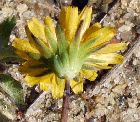 Krigia virginica, Virginia Dwarf-dandelion